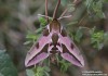 lišaj pryšcový (Motýli), Hyles euphorbiae (Lepidoptera)